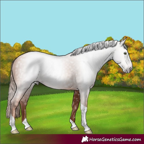 Horse Color:Gray Gold Champagne Tobiano