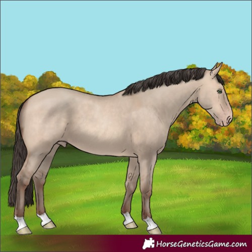 Horse Color:Unknown 