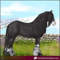 Horse Color:Smoky Black  and Smoky Black Splash 