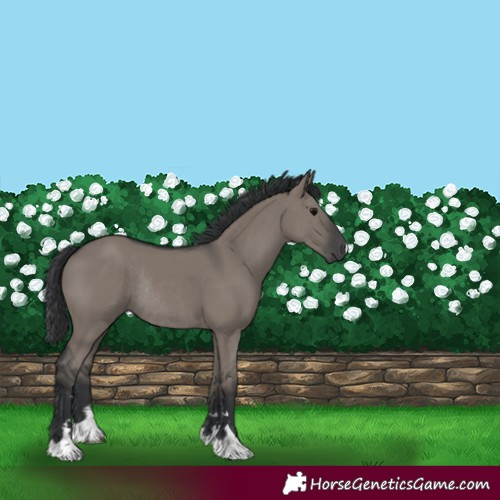 Horse Color:Grullo Rabicano 