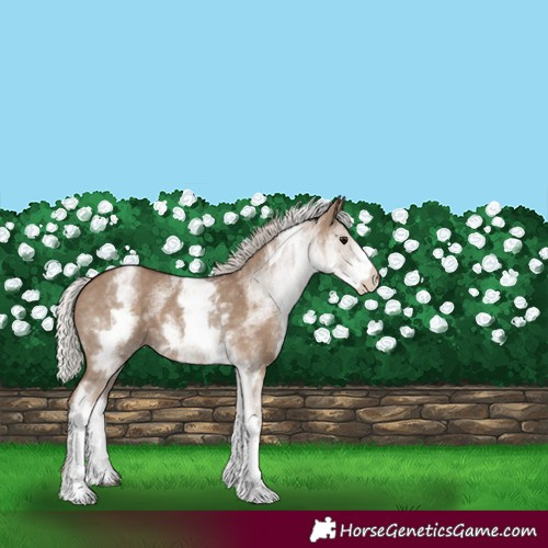 Horse Color:White Spotted Silver Grullo 