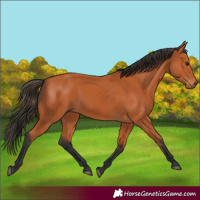 Horse Color:Bay 