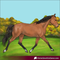 Horse Color:Bay 