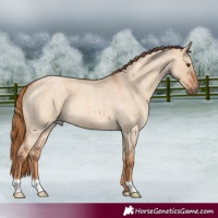 Horse Color:Red Dun Roan 