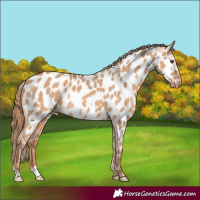 Horse Color:Red Dun Appaloosa Rabicano 