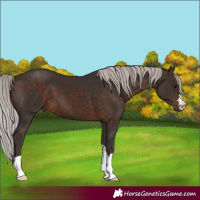 Horse Color:Silver Brown 
