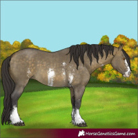 Horse Color:Buckskin Dun Sabino