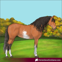 Horse Color:White Spotted Bay 