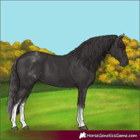 Horse Color:White Spotted Smoky Black