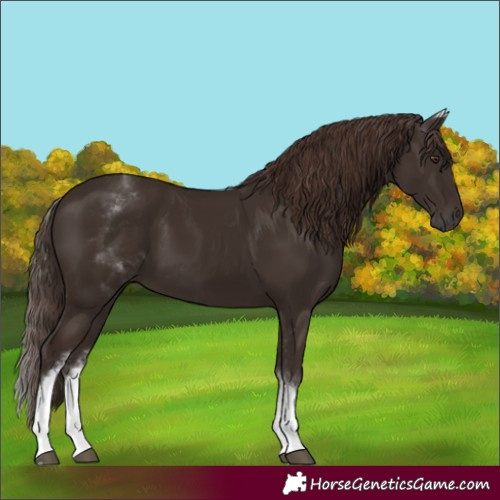 Horse Color:White Spotted Liver Chestnut