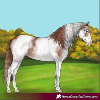 Horse Color:White Spotted Chestnut 