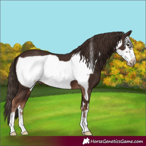 Horse Color:Liver Chestnut Frame