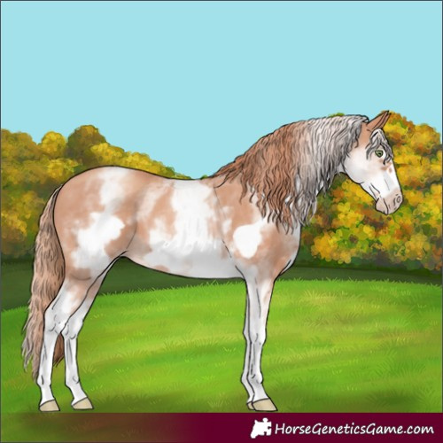 Horse Color:White Spotted Gold Champagne Frame 
