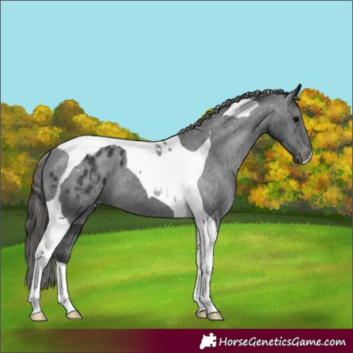 Horse Color:Black Tobiano Varnish