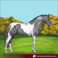 Horse Color:Black Tobiano Varnish