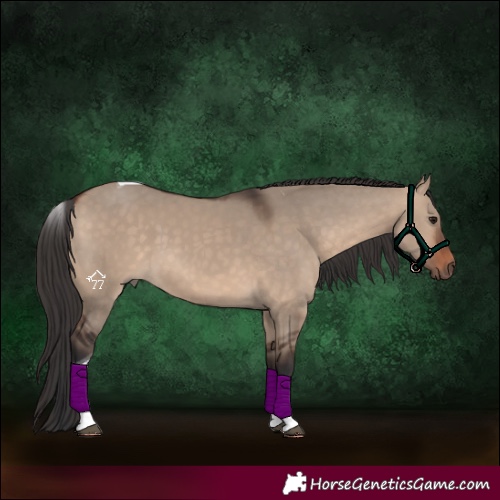 Horse Color:Bay Dun Tobiano