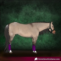 Horse Color:Bay Dun Tobiano 