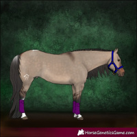 Horse Color:Bay Dun Tobiano 