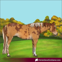 Horse Color:Chestnut and Palomino