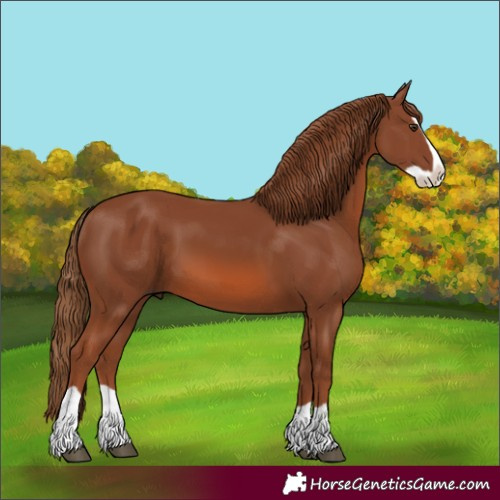 Horse Color:Chestnut Splash 