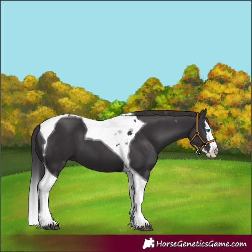 Horse Color:Smoky Black Splash Tobiano