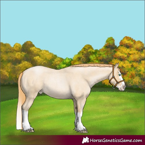 Horse Color:Smoky Blue Roan Pearl Splash 