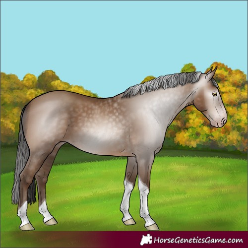 Horse Color:Gray Amber Champagne Tobiano 