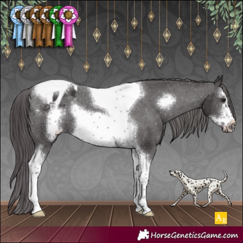 Horse Color:Smoky Black Sabino Tobiano Frame Appaloosa Rabicano 