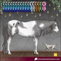 Horse Color:Smoky Black Sabino Tobiano Frame Appaloosa Rabicano