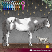 Horse Color:Smoky Black Sabino Tobiano Frame Appaloosa Rabicano