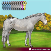 Horse Color:Silver Smoky Black Sabino Appaloosa Rabicano 