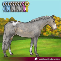 Horse Color:Silver Smoky Black Sabino Appaloosa Rabicano