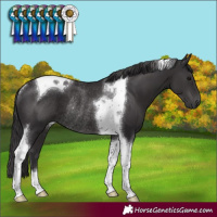 Horse Color:Smoky Black Tobiano Rabicano 