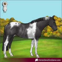 Horse Color:Smoky Black Tobiano Rabicano 