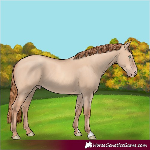 Horse Color:Gold Champagne Dun 