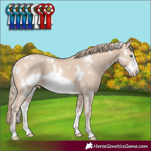Horse Color:White Spotted Perlino Frame Rabicano 