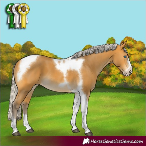 Horse Color:Silver Buckskin Tobiano Frame
