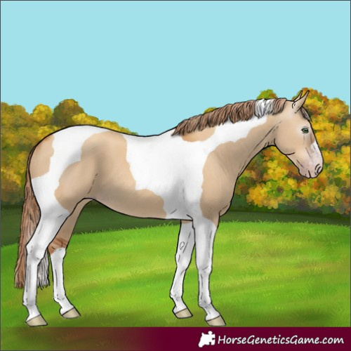 Horse Color:Gray Gold Champagne Dun Tobiano 