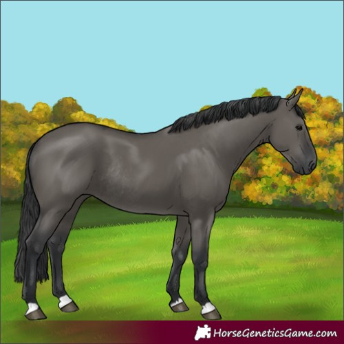 Horse Color:Grullo Rabicano 