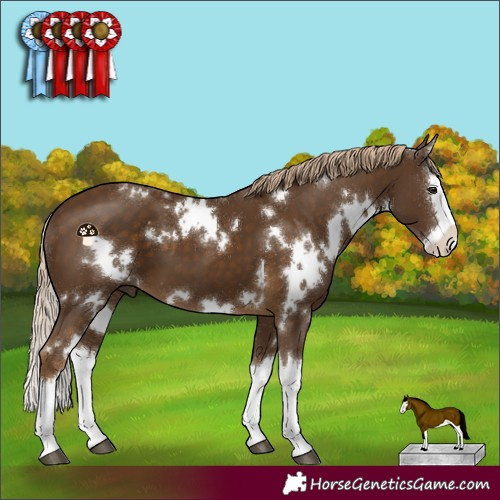 Horse Color:White Spotted Chocolate Palomino Splash 