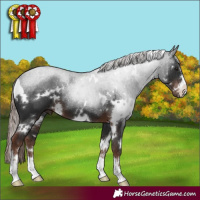 Horse Color:White Spotted Liver Chestnut 