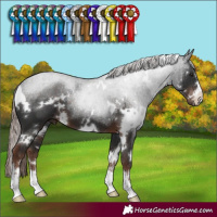 Horse Color:White Spotted Liver Chestnut 