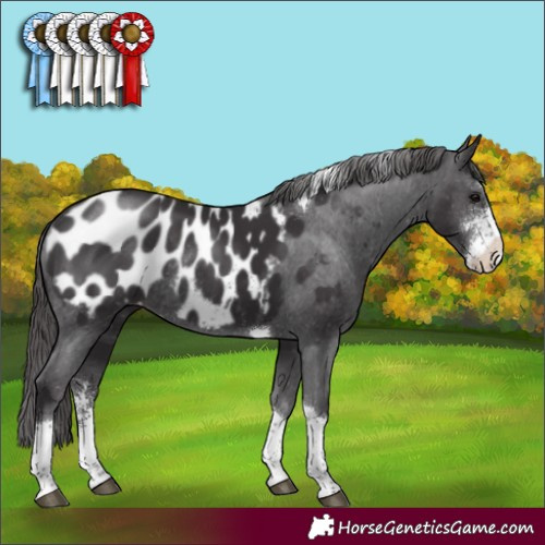 Horse Color:Smoky Black Sabino Tobiano Appaloosa Rabicano 