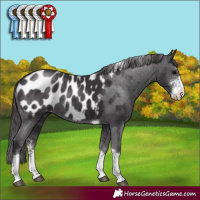 Horse Color:Smoky Black Sabino Tobiano Blanket Rabicano 