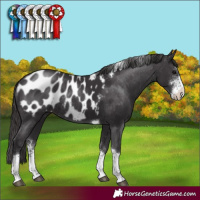 Horse Color:Smoky Black Sabino Tobiano Blanket Rabicano 