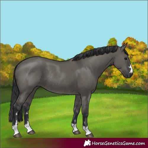 Horse Color:Grullo Rabicano 