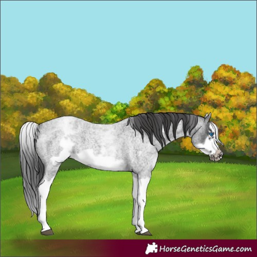 Horse Color:White Spotted Blue Roan Splash Frame Appaloosa