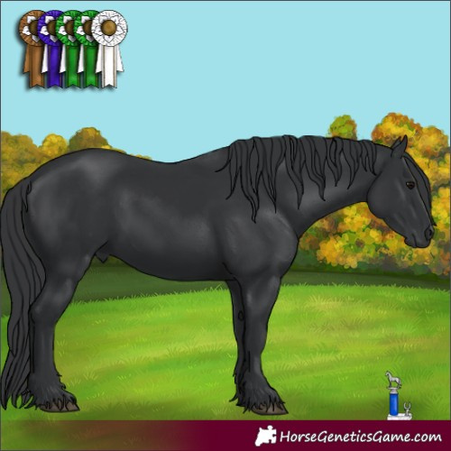 Horse Color:Black 