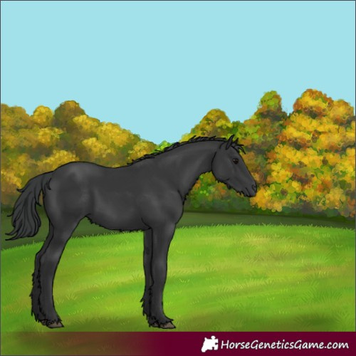 Horse Color:Black 