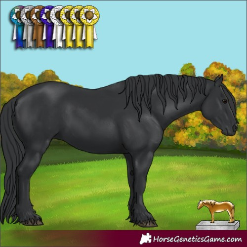 Horse Color:Black 